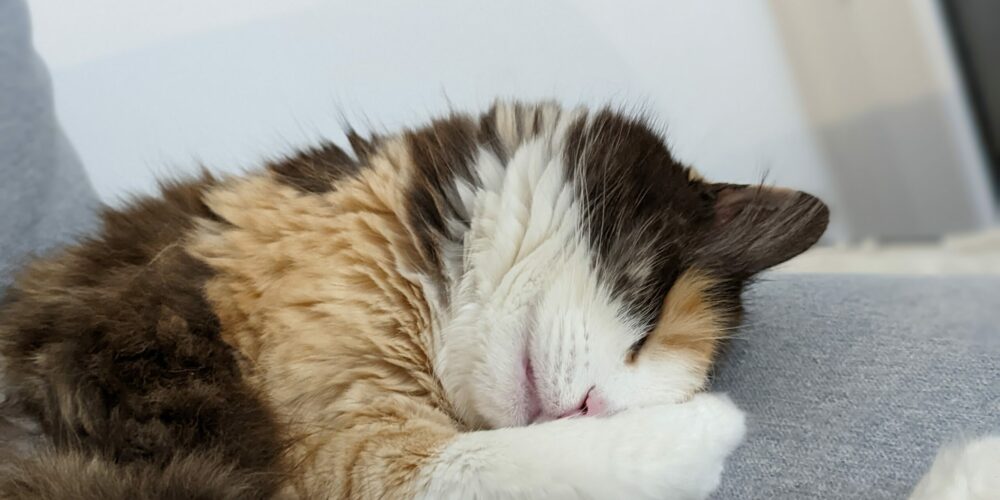 PXL_20211109_210251718.PORTRAIT